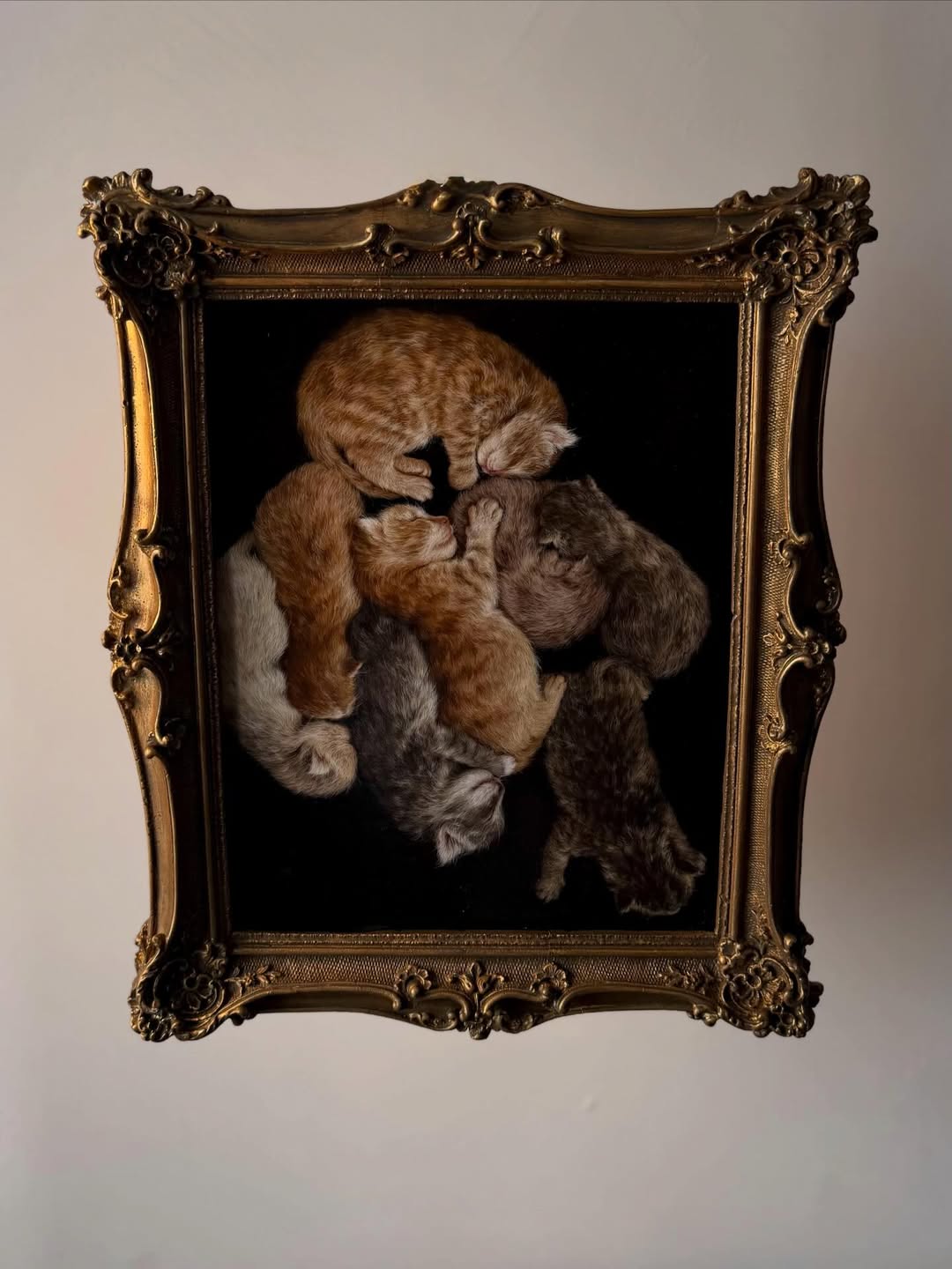 Kittens