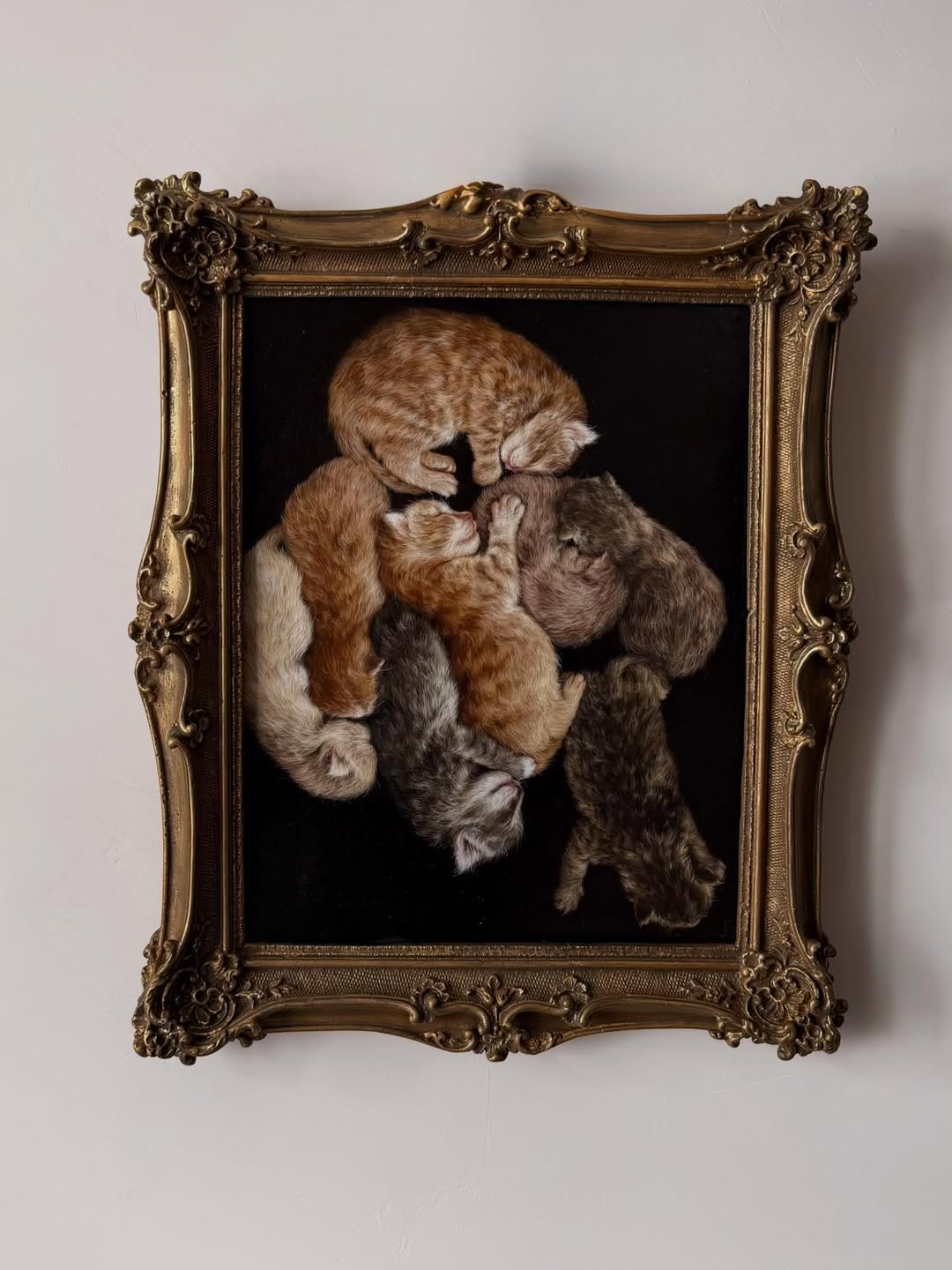 Kittens