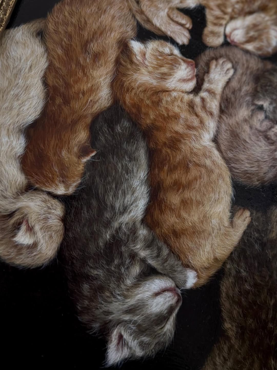 Kittens