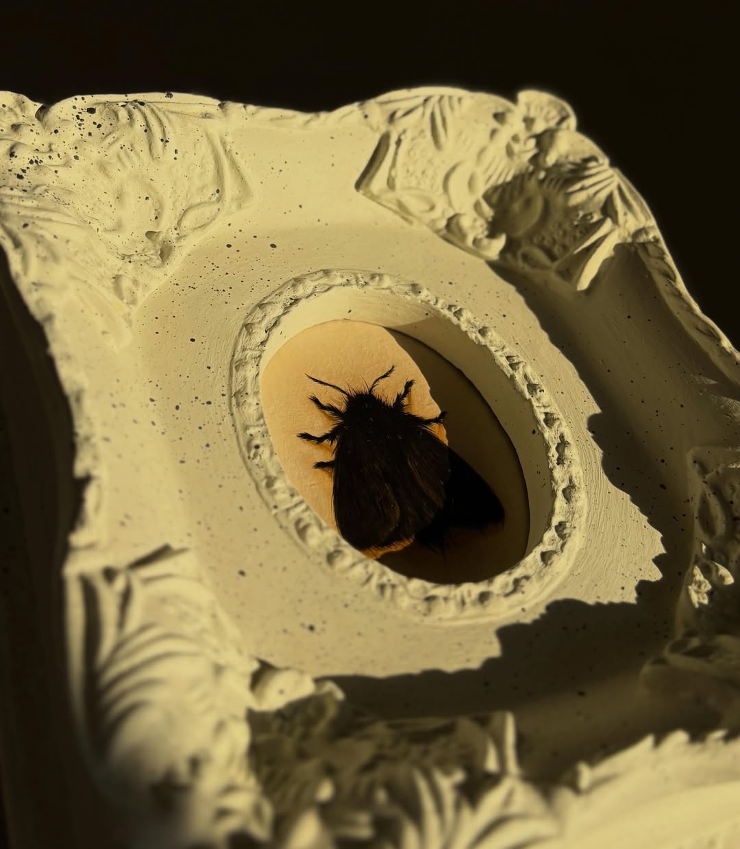 Black Moth