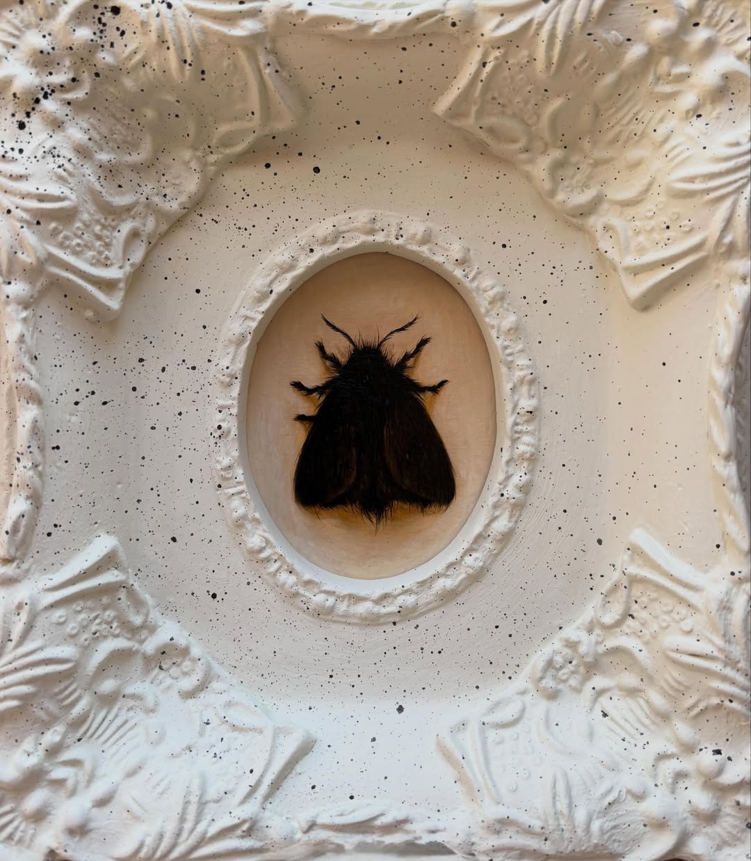 Black Moth