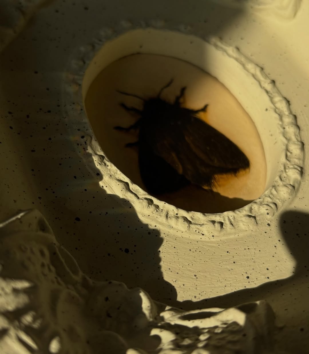Black Moth