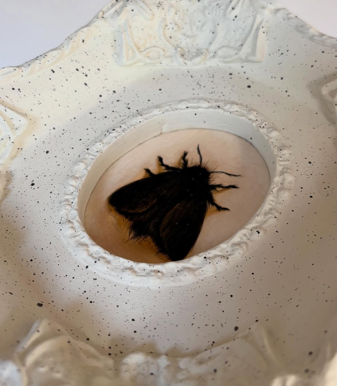 Black Moth
