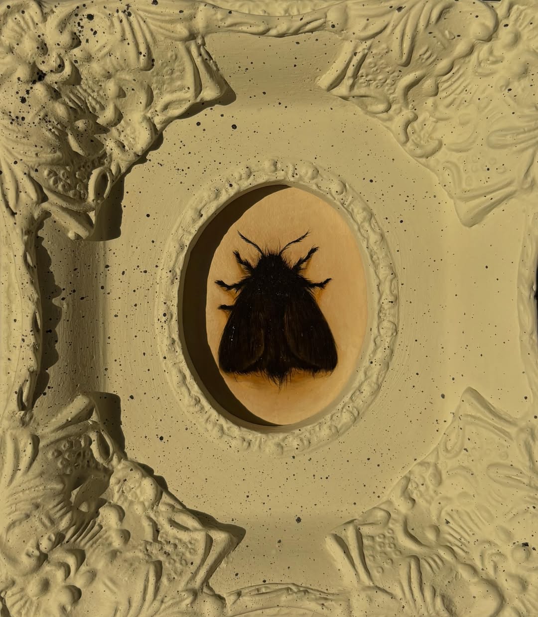 Black Moth