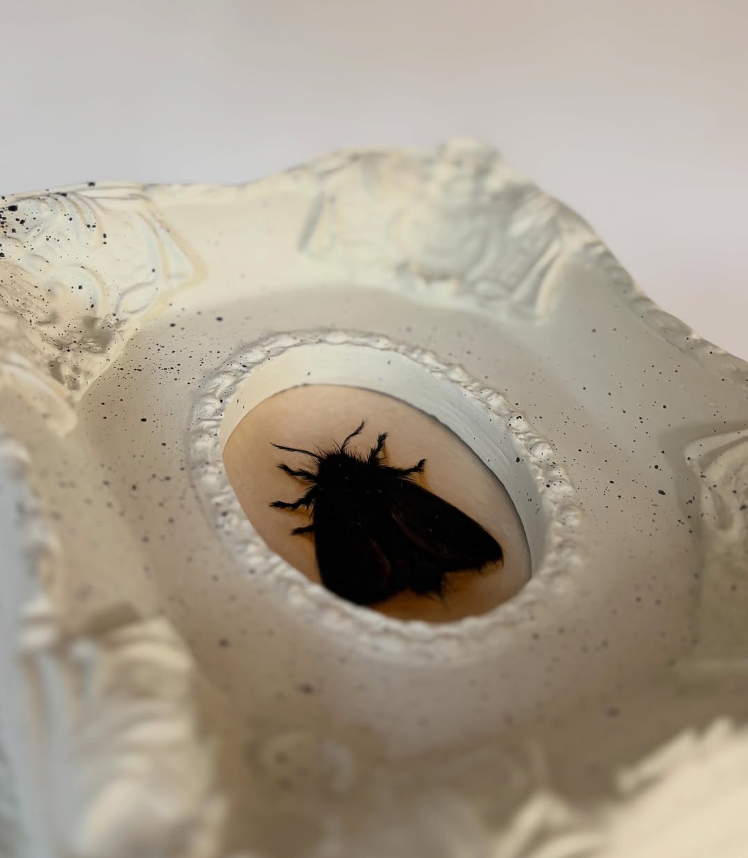 Black Moth