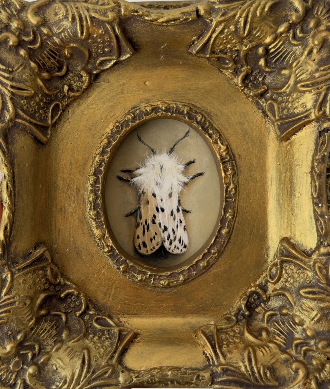 Moth
