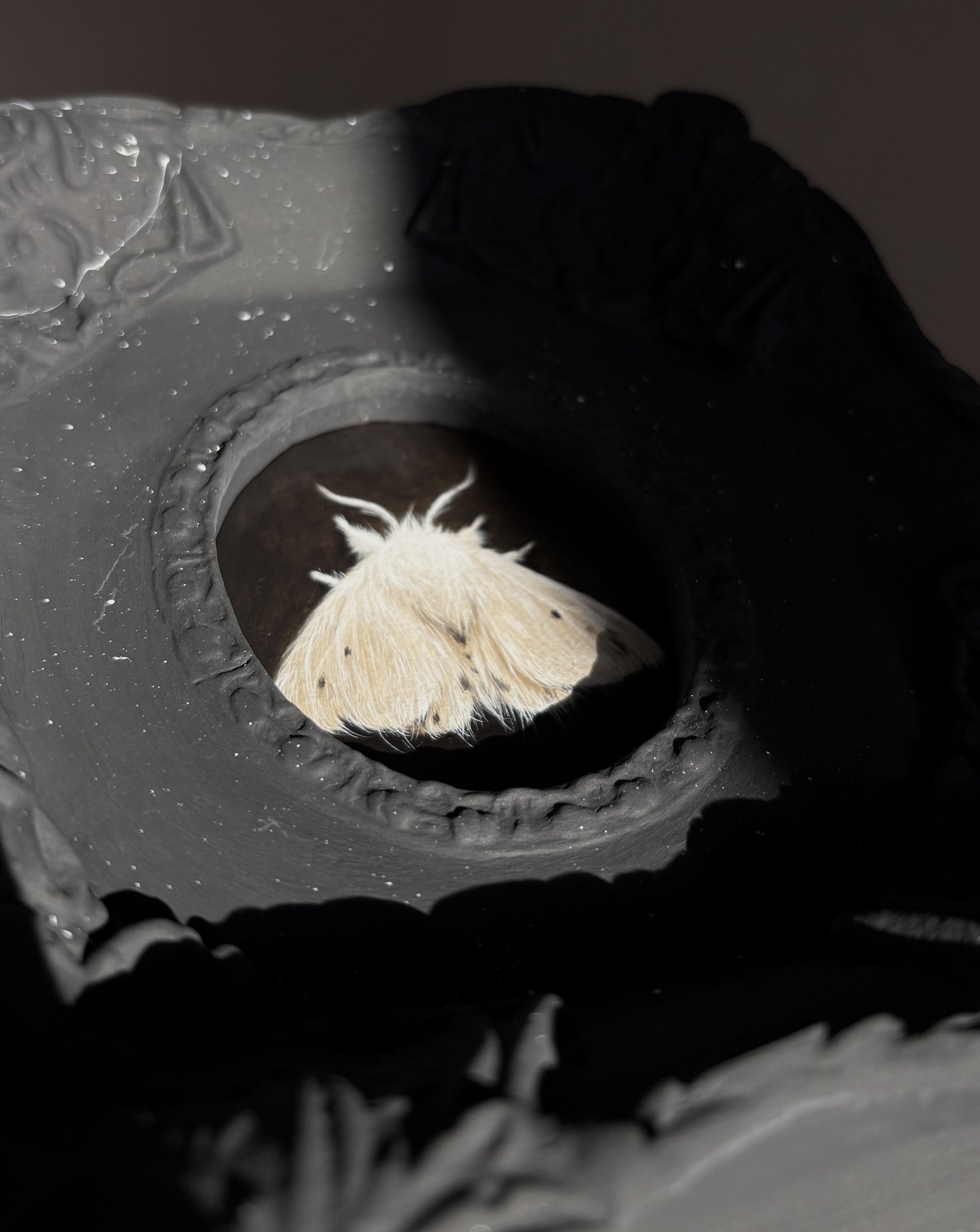 White Moth