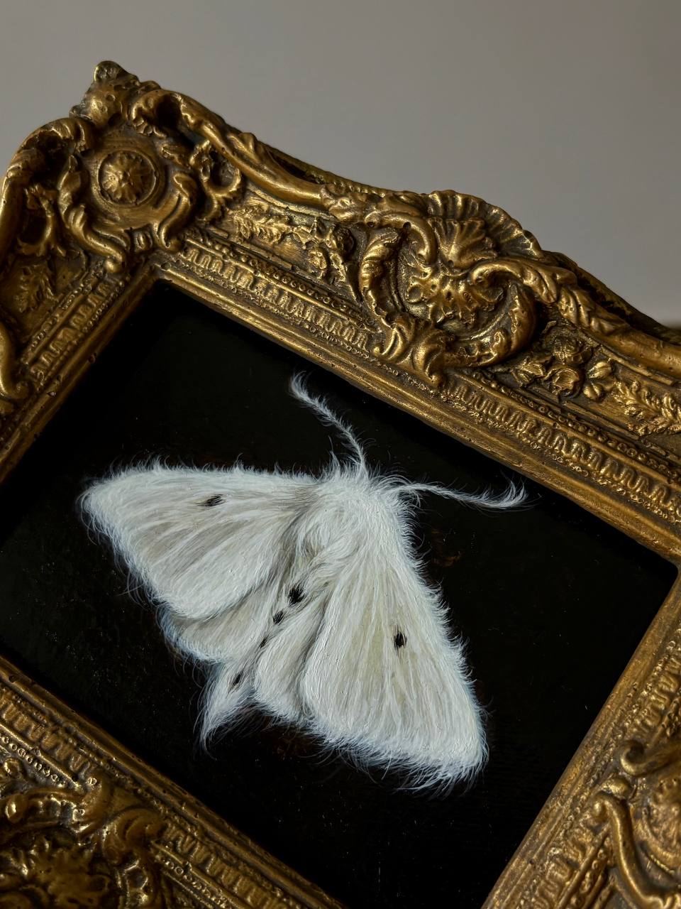 Moth