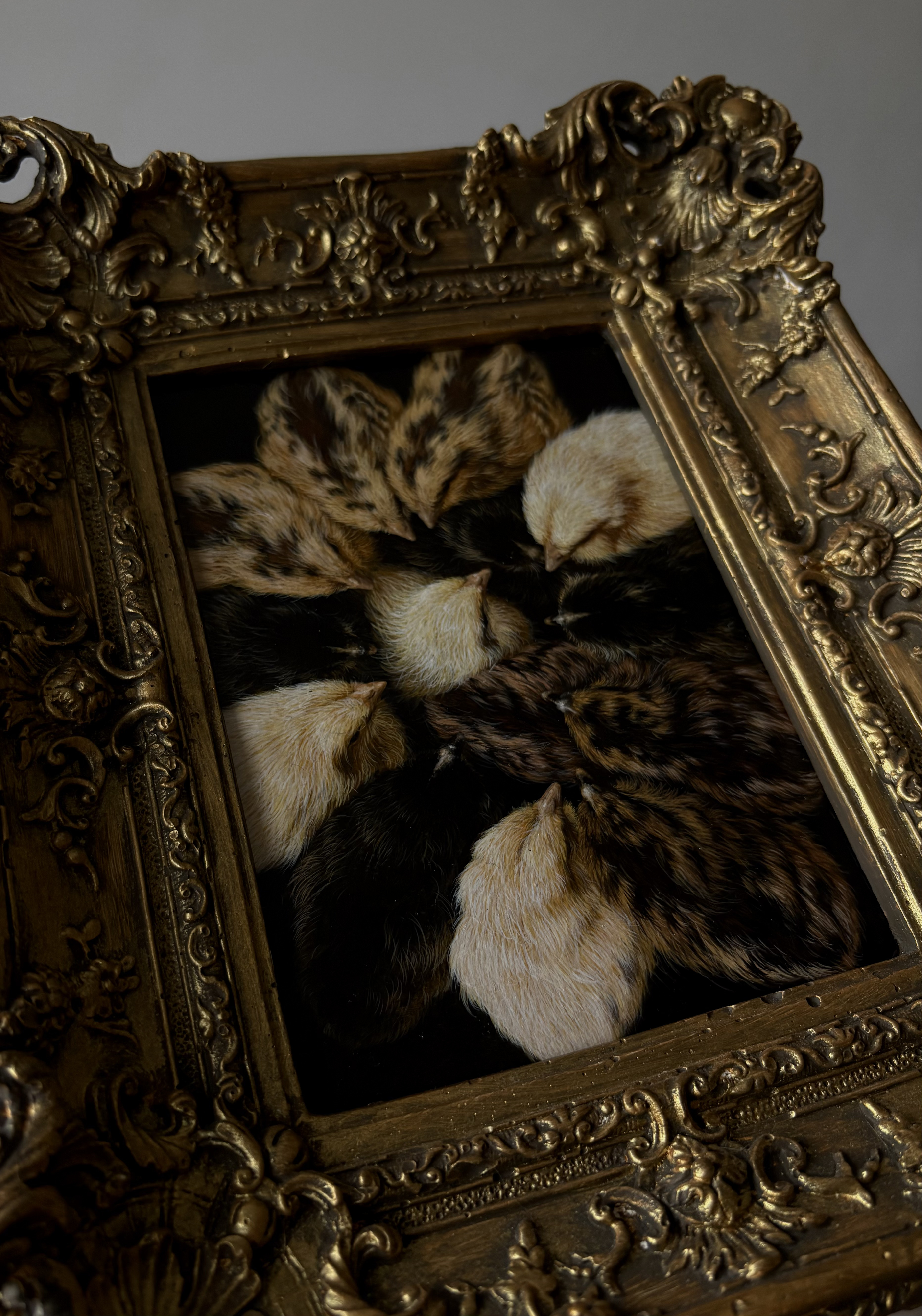 Chicks
